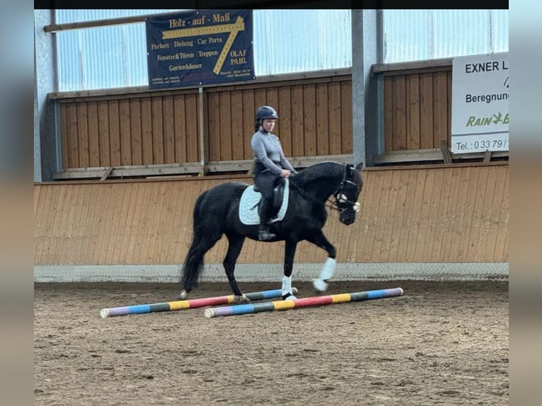Spaans sportpaard Mix Merrie 6 Jaar 152 cm Zwartbruin in Blankenfelde Mahlow