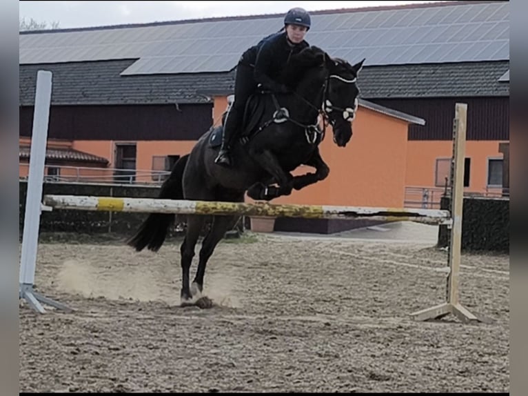 Spaans sportpaard Mix Merrie 6 Jaar 152 cm Zwartbruin in Blankenfelde Mahlow