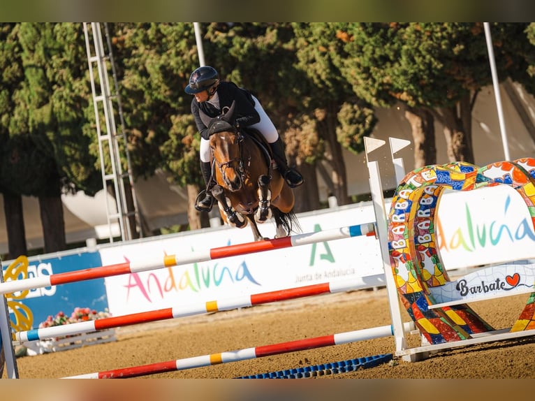 Spaans sportpaard Merrie 6 Jaar 156 cm Bruin in Ferrol