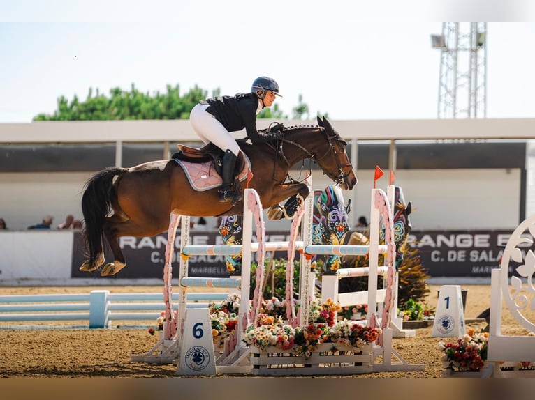 Spaans sportpaard Merrie 6 Jaar 156 cm Bruin in Vilela (Pª Santa Uxia De Mandia)