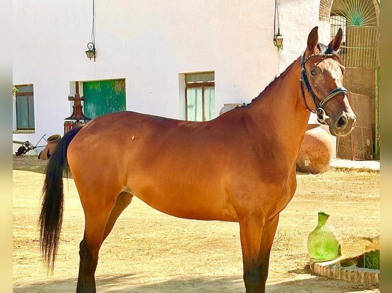Spaans sportpaard Merrie 6 Jaar 158 cm Bruin in Dos Hermanas
