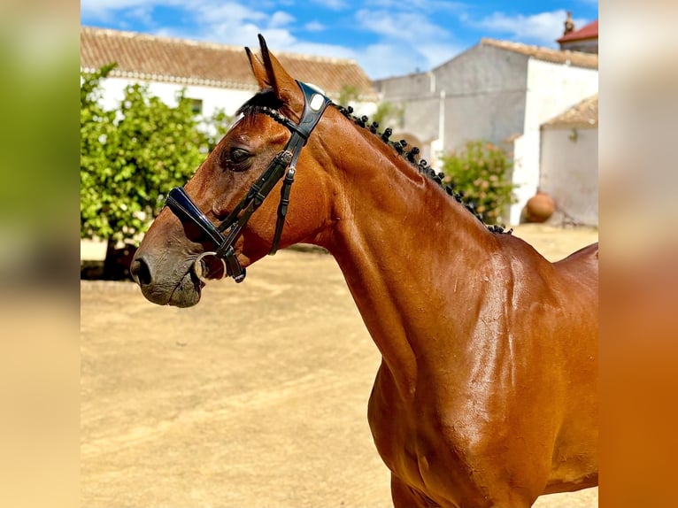 Spaans sportpaard Merrie 6 Jaar 158 cm Bruin in Dos Hermanas