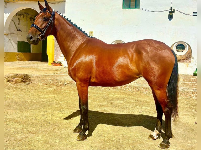 Spaans sportpaard Merrie 6 Jaar 158 cm Bruin in Dos Hermanas
