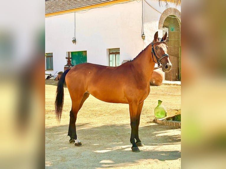 Spaans sportpaard Merrie 6 Jaar 158 cm Bruin in Dos Hermanas