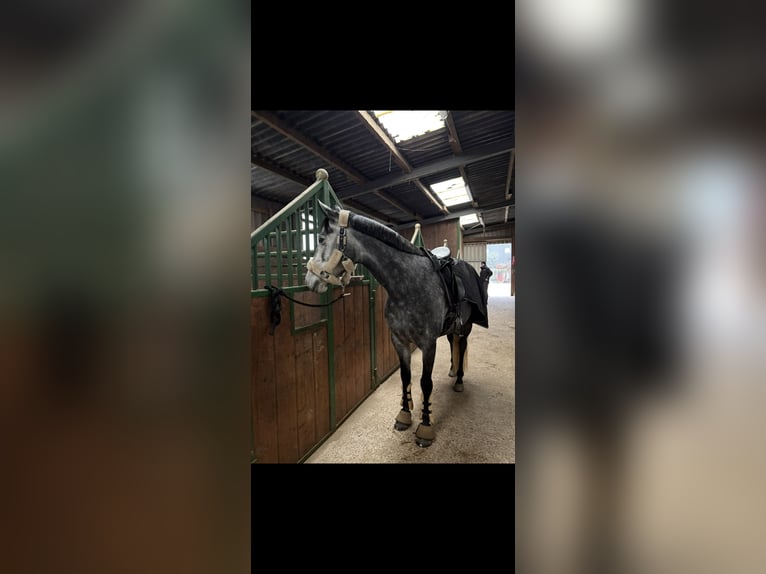 Spaans sportpaard Merrie 6 Jaar 158 cm kan schimmel zijn in Delingsdorf