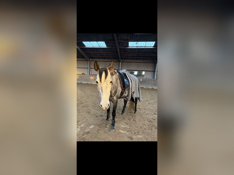 Spaans sportpaard Merrie 6 Jaar 158 cm kan schimmel zijn in Delingsdorf