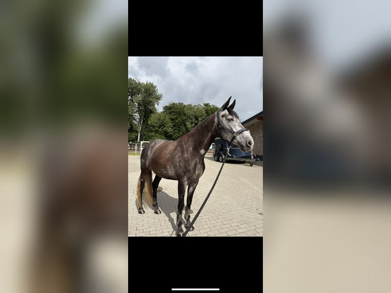 Spaans sportpaard Merrie 6 Jaar 158 cm kan schimmel zijn in Delingsdorf