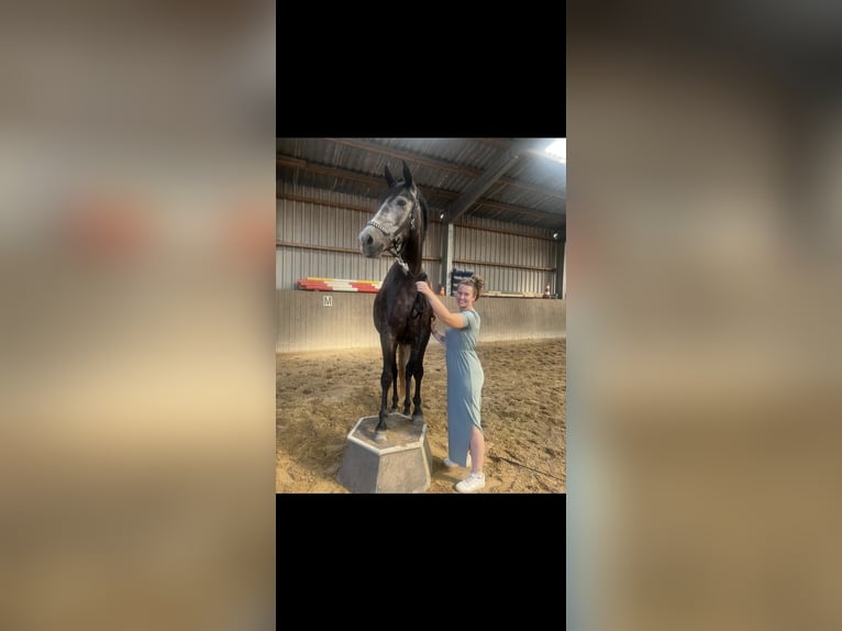 Spaans sportpaard Merrie 6 Jaar 158 cm kan schimmel zijn in Delingsdorf