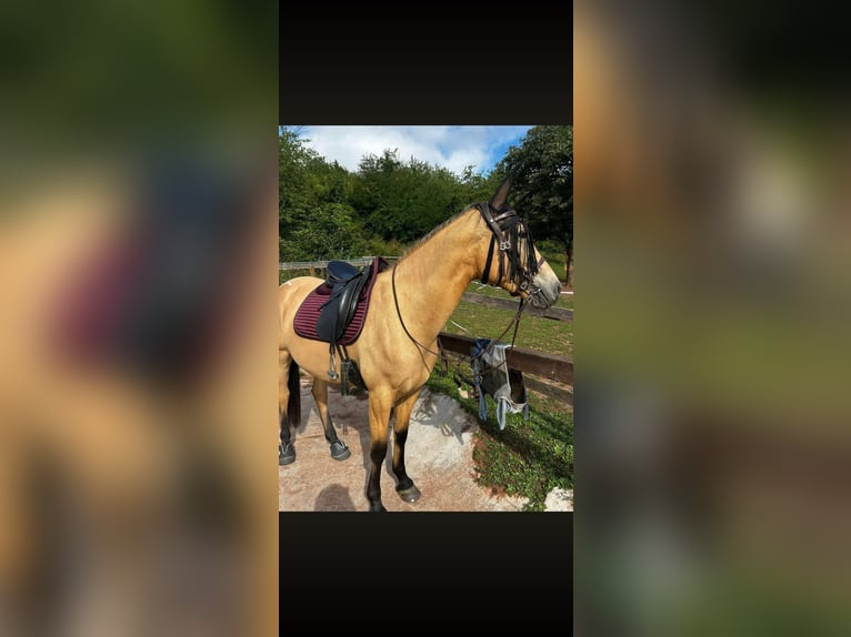 Spaans sportpaard Merrie 6 Jaar 160 cm Falbe in Bad Kreuznach