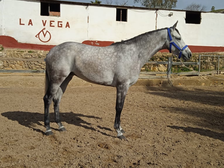 Spaans sportpaard Merrie 6 Jaar 164 cm Schimmel in Carmona