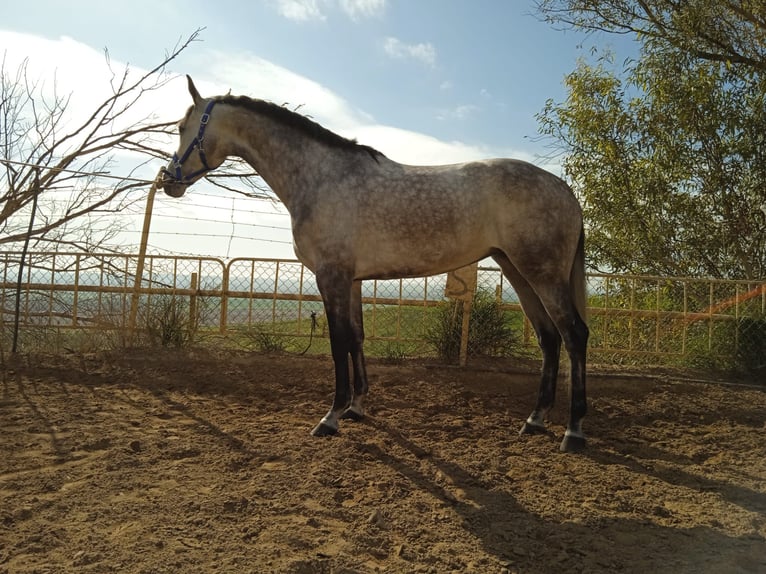 Spaans sportpaard Merrie 6 Jaar 164 cm Schimmel in Carmona