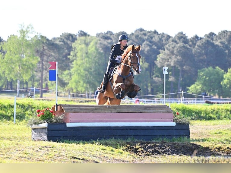 Spaans sportpaard Merrie 6 Jaar 165 cm Vos in Brunete