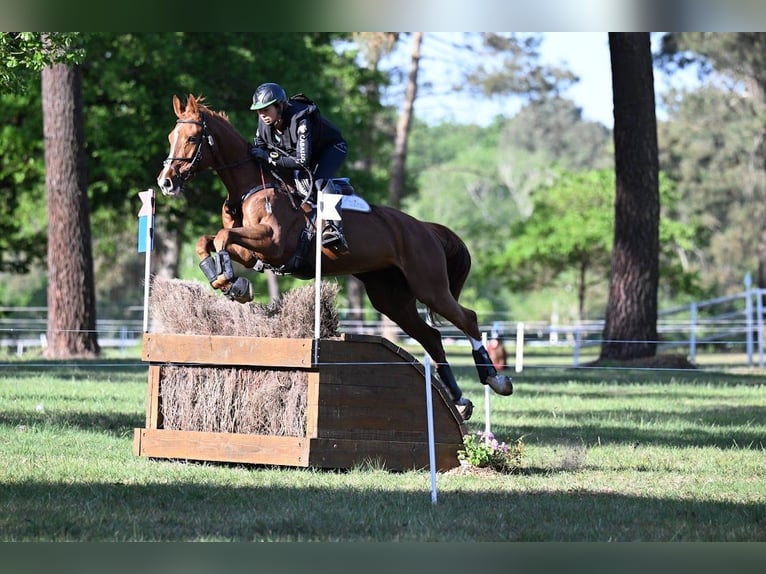 Spaans sportpaard Merrie 6 Jaar 165 cm Vos in Brunete