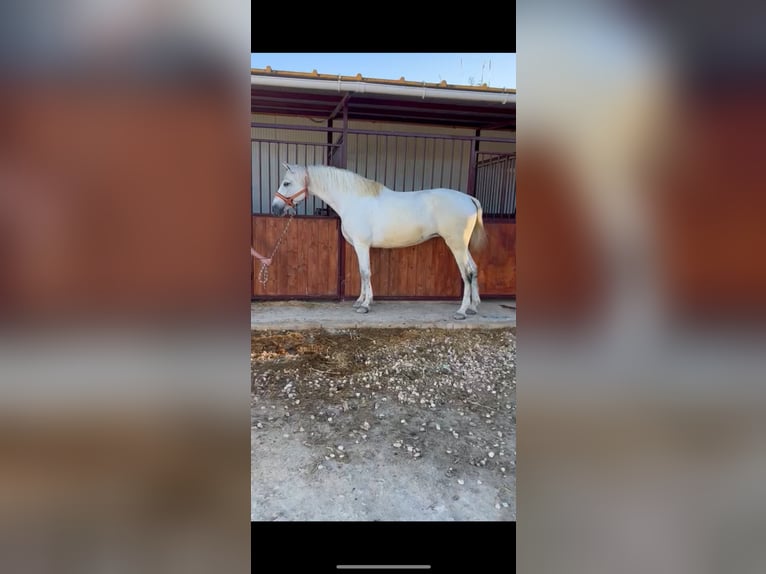 Spaans sportpaard Merrie 6 Jaar 168 cm Schimmel in Lorqui