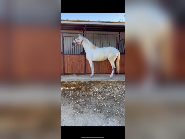 Spaans sportpaard Merrie 6 Jaar 168 cm Schimmel in Lorqui