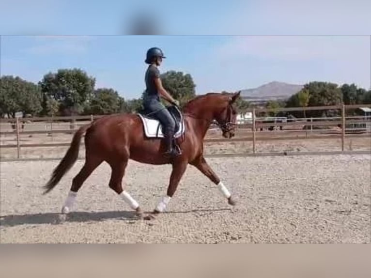 Spaans sportpaard Merrie 6 Jaar 174 cm  in COLMENAR VIEJO