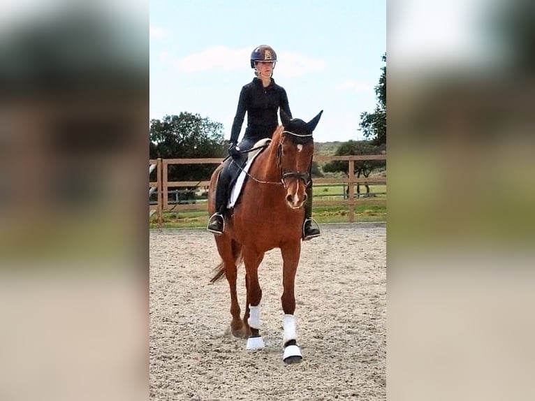 Spaans sportpaard Merrie 6 Jaar 174 cm Vos in Sevilla