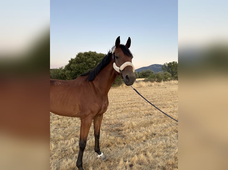 Spaans sportpaard Merrie 6 Jaar 175 cm Bruin in Boadilla Del Monte