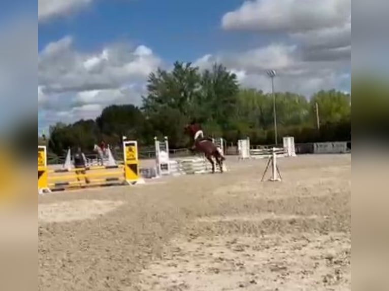 Spaans sportpaard Merrie 6 Jaar Vos in Santander