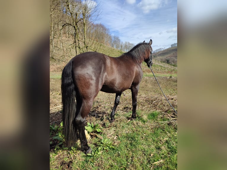 Spaans sportpaard Merrie 7 Jaar 159 cm Zwart in Bergneustadt