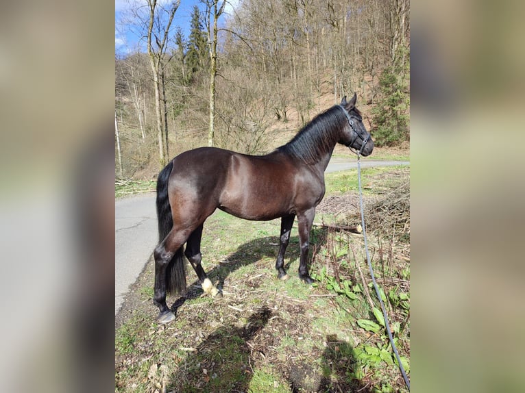 Spaans sportpaard Merrie 7 Jaar 159 cm Zwart in Bergneustadt