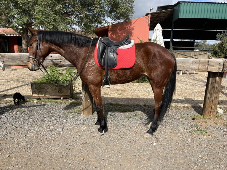 Spaans sportpaard Merrie 7 Jaar 163 cm Brauner in Mairena Del Aljarafe