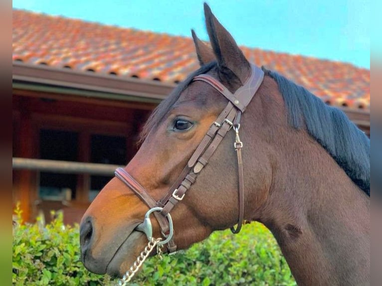 Spaans sportpaard Merrie 7 Jaar 164 cm Bruin in Madrid