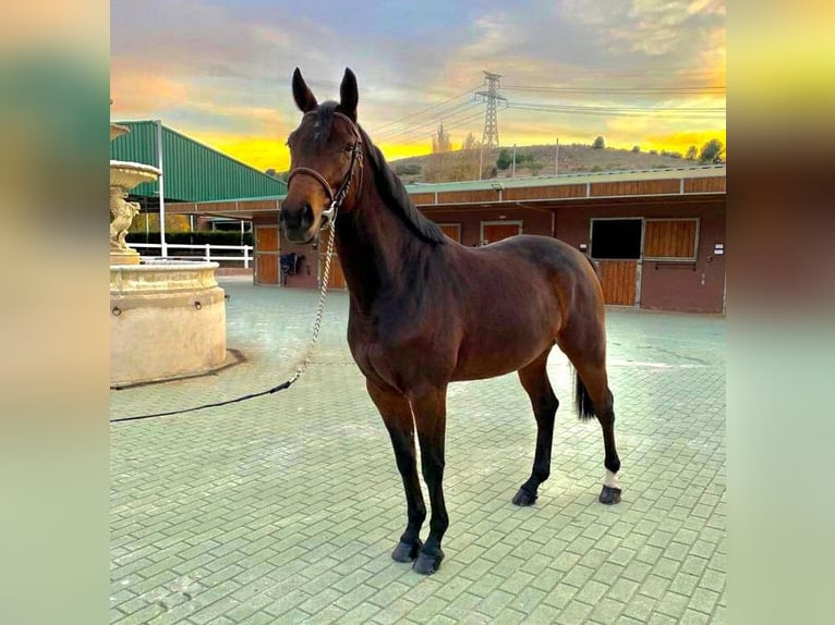 Spaans sportpaard Merrie 7 Jaar 164 cm Bruin in Madrid