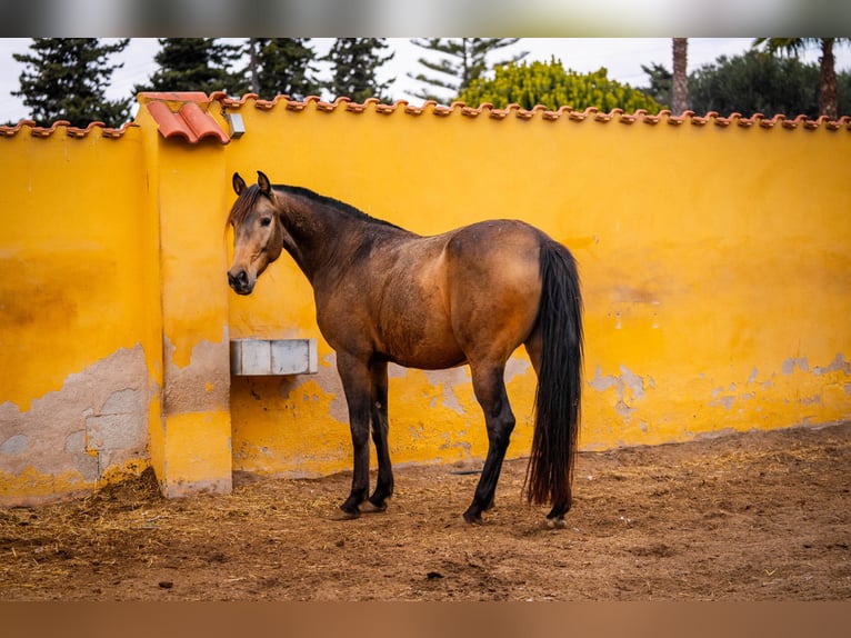 Spaans sportpaard Mix Merrie 7 Jaar 166 cm Buckskin in Valencia