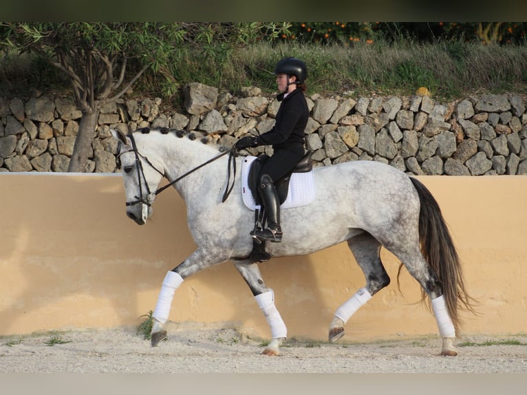 Spaans sportpaard Merrie 7 Jaar 169 cm Schimmel in Xabia/Javea