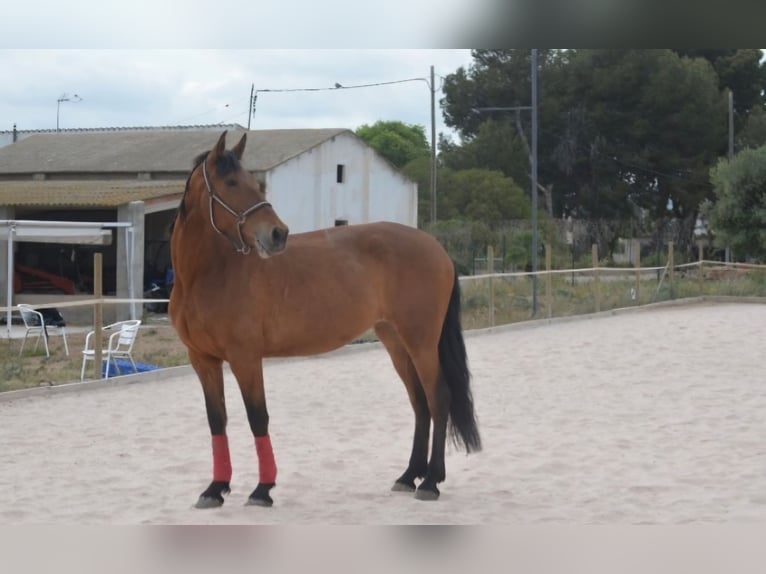 Spaans sportpaard Merrie 7 Jaar 170 cm Bruin in Reus