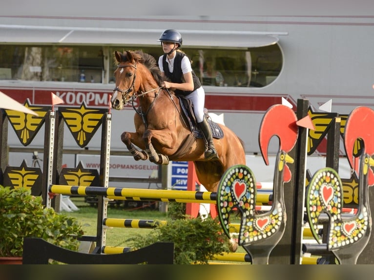 Spaans sportpaard Mix Merrie 8 Jaar 148 cm Bruin in Goes