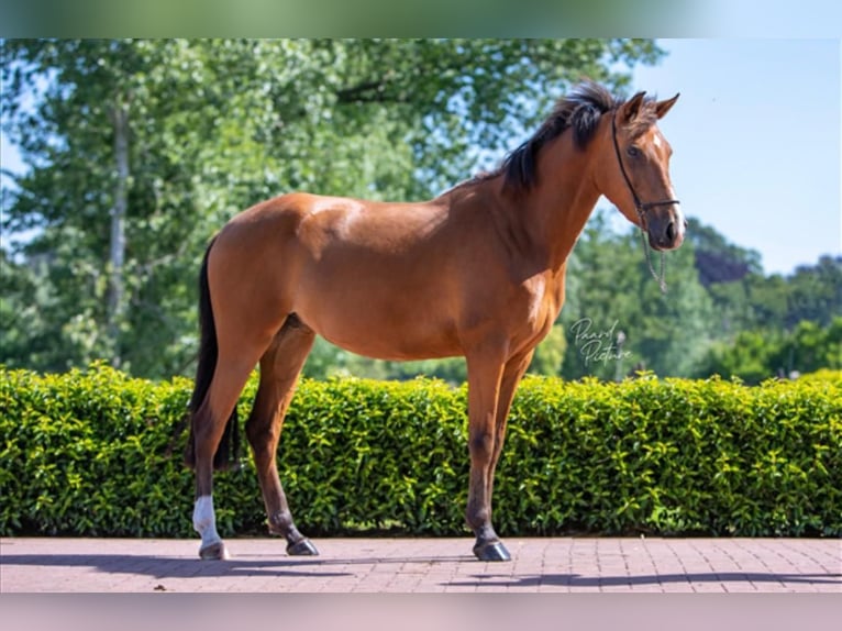 Spaans sportpaard Mix Merrie 8 Jaar 148 cm Bruin in Goes