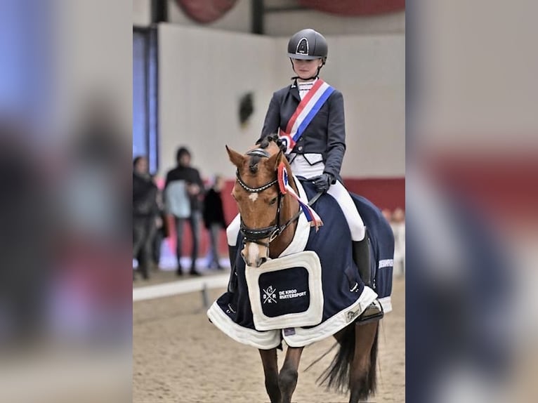 Spaans sportpaard Mix Merrie 8 Jaar 148 cm Bruin in Goes