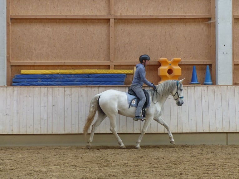 Spaans sportpaard Mix Merrie 8 Jaar 155 cm Zwartschimmel in Rot an der Rot