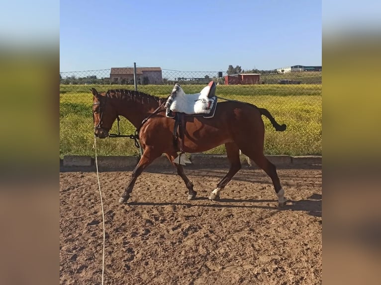 Spaans sportpaard Merrie 8 Jaar 156 cm Bruin in Talavera la real