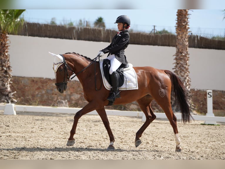 Spaans sportpaard Merrie 8 Jaar 160 cm Vos in Albaida