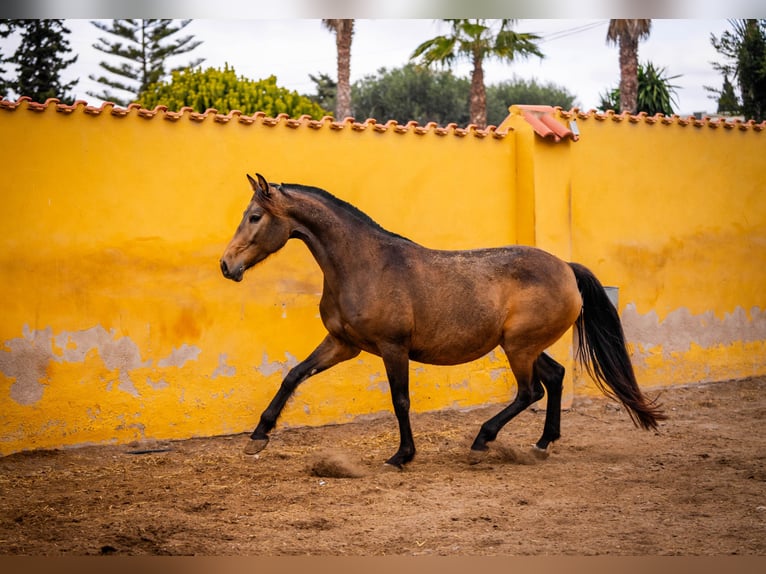 Spaans sportpaard Mix Merrie 8 Jaar 166 cm Buckskin in Valencia