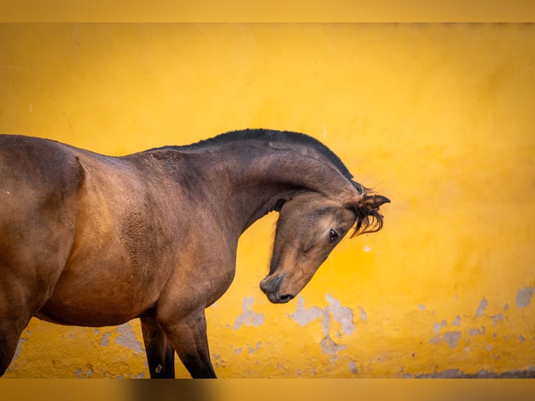 Spaans sportpaard Mix Merrie 8 Jaar 166 cm Buckskin in Valencia