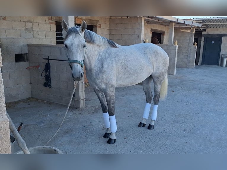 Spaans sportpaard Merrie 8 Jaar 168 cm Wit in Velilla De San Antonio