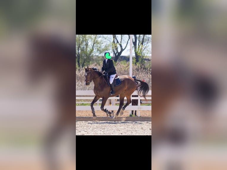 Spaans sportpaard Merrie 8 Jaar 170 cm Donkerbruin in Beranga