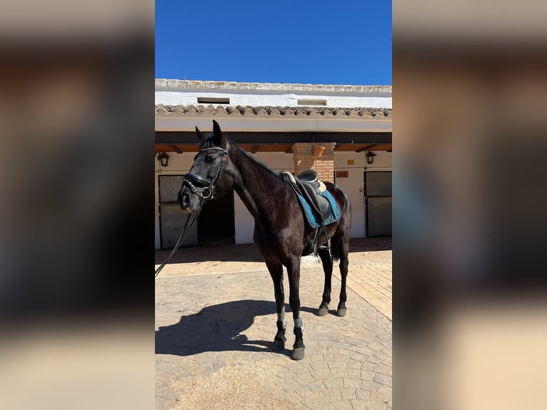 Spaans sportpaard Mix Merrie 8 Jaar 170 cm Zwart in Tomelloso