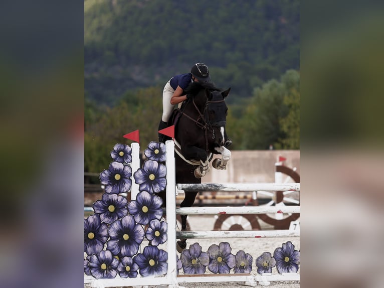 Spaans sportpaard Merrie 8 Jaar 173 cm Zwart in Bunyola