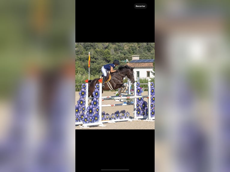 Spaans sportpaard Merrie 8 Jaar 173 cm Zwart in Bunyola