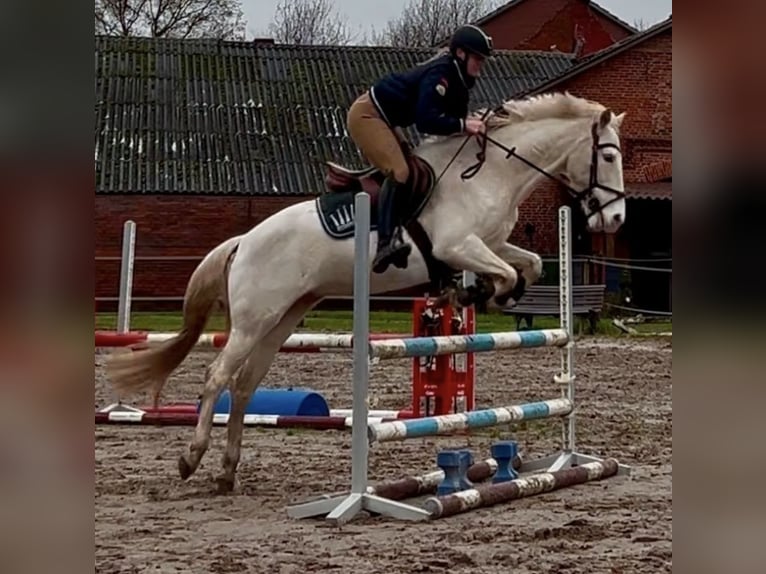 Spaans sportpaard Merrie 9 Jaar 142 cm in Bösel