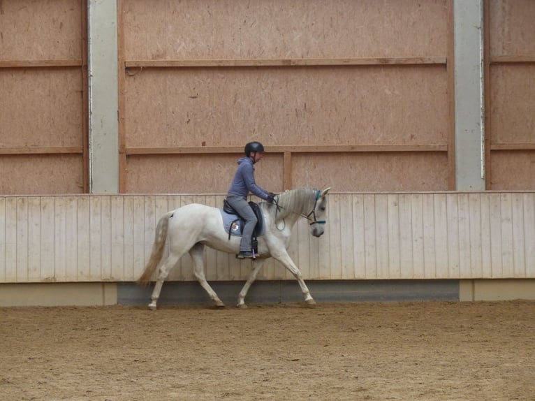 Spaans sportpaard Mix Merrie 9 Jaar 155 cm Zwartschimmel in Rot an der Rot
