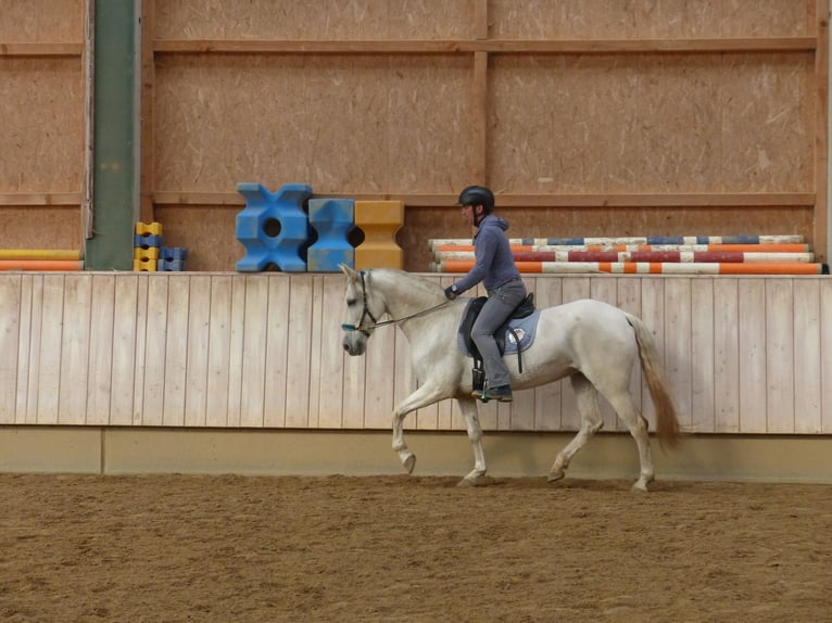 Spaans sportpaard Mix Merrie 9 Jaar 155 cm Zwartschimmel in Rot an der Rot