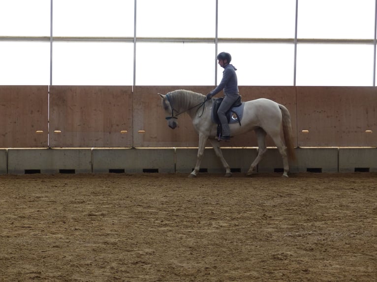 Spaans sportpaard Mix Merrie 9 Jaar 155 cm Zwartschimmel in Rot an der Rot