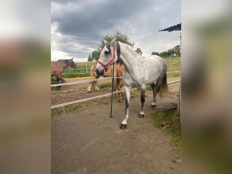 Spaans sportpaard Merrie 9 Jaar 156 cm Vliegenschimmel in Scheibenhardt