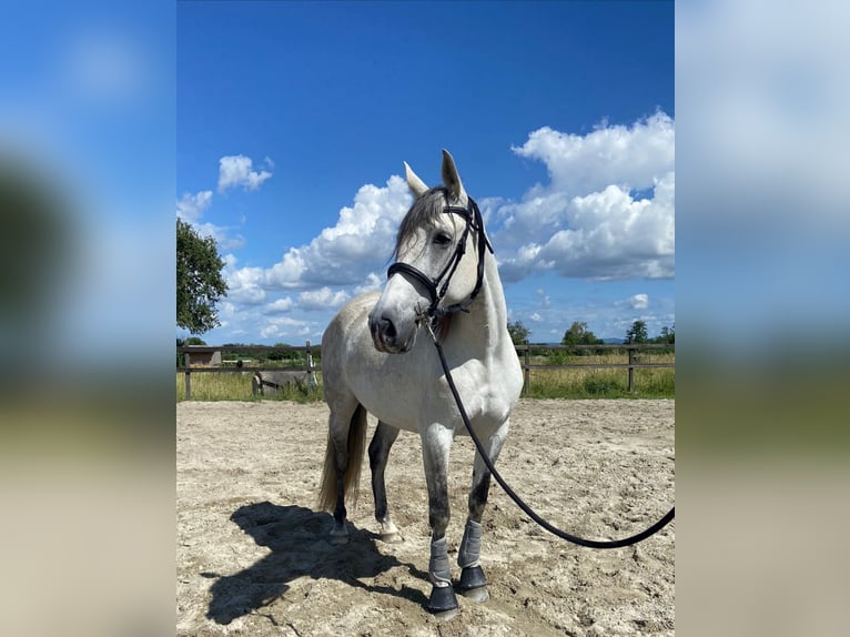 Spaans sportpaard Merrie 9 Jaar 156 cm Vliegenschimmel in Scheibenhardt